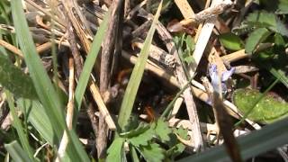 Osmia bicolor thatching her snail shell nest [upl. by Ailedroc]