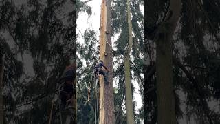 Gino spurring up this lightning struck fir tree for some crane picks wood tree climbing crane [upl. by Ker938]