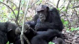 Chimpanzee trekking in Mahale National Park Tanzania [upl. by Jinny155]