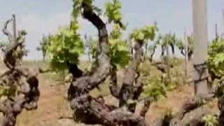 Old Vine Zin l Wine Spectator [upl. by Godewyn932]