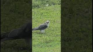 black shouldered kite eating baby monitor lizard [upl. by Kaycee670]