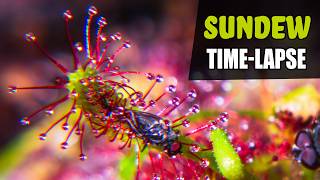 SUNDEW Carnivorous Plant Growing Time Lapse 180 Days [upl. by Lyall]