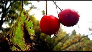 Wild Food Foraging Hawthorn Great for the Heart [upl. by Georas671]