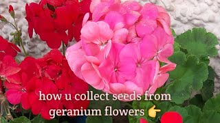 How to collect seeds from geranium flowers [upl. by Atiseret110]