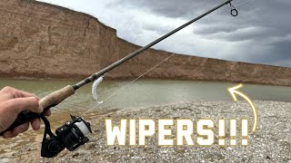 River Fishing for Hybrid Striped BassWiper [upl. by Roselia]