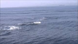 Pilot whales chasing the orcas in the Strait of Gibraltar by firmm [upl. by Streeter]