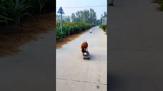 Unbelievable skateboarding skills of an adorable dog shorts [upl. by Warrenne]