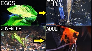 The life cycle of angelfish From eggs to fry to juvenile to adults [upl. by Eggleston]