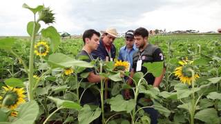 Agronomia Unicesumar  Profissão em Foco [upl. by Ytitsahc111]