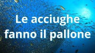 Le acciughe fanno il pallone  Banda Musicale Città di Seriate [upl. by Naujled]