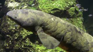 Big Australian Lungfish Lungenfisch Living Fossil [upl. by Nidla342]