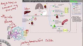 ReninAngiotensinAldosteronSystem [upl. by Artined]