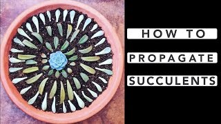 How to Propagate Succulents [upl. by Destinee]