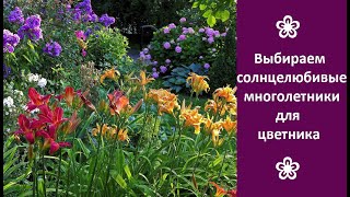 ❀ Выбираем солнцелюбивые многолетние цветы для дачи [upl. by Inatirb977]