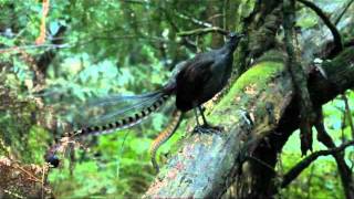 Lyrebird song  Stephen Powell Wildlife Artist [upl. by Jolee]