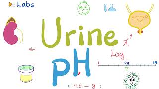 Urine pH  Urinalysis  Labs [upl. by Goodman]