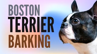 Boston Terrier Barking Way Too Much  2 Minutes [upl. by Cranford442]