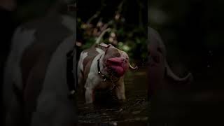 Frank Sinatra the Uncropped King XL American Bully shorts bully dogsofyoutube [upl. by Annairdua]