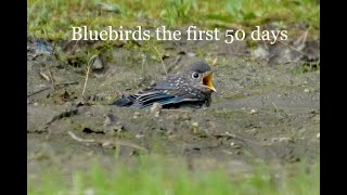 The First 50 days Bluebird Hatchling to Juvenile Videos and photos Maine 2024 [upl. by Sacttler]