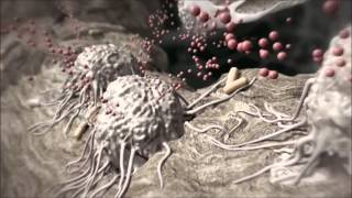 CGF Osseointegration Animation [upl. by Garlan520]