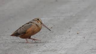 American Woodcock doing the strut [upl. by Ylatan]