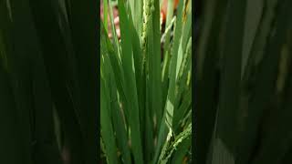 గార్డెన్లో వరి పండించేసా  rice in terrace garden  TELUGU GARDEN VLOG [upl. by Ilenna]