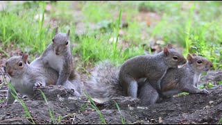 Mating Palm Squirrels  Squirrel Collection 4K ULTRA HD TV [upl. by Nicky363]