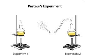 Pasteurs Experiment [upl. by Bobbe210]