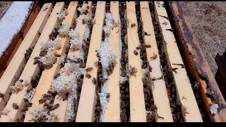 🐝🍯KESTANE BÖLGEMİZDEKİ 12 GÜN KOVAN KONTROLÜ YAPIYORUZ 🐝🍯 [upl. by Anirehc]