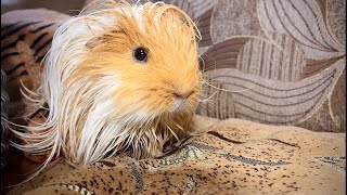 Max after bathing Silkie Guinea pig [upl. by Eellac]