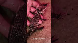 Dwarf caiman Care [upl. by Henricks]