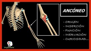 Ancóneo  Origen inserción función inevación y curiosidad [upl. by Sabsay]