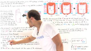 Proton Movement in ATP Synthase [upl. by Still504]