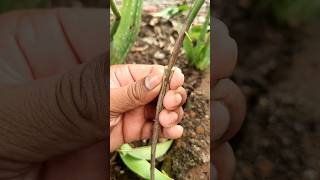 How to grafting sapodilla tree from cutting  Grafting sapodilla tree shorts youtubeshorts [upl. by Enywtna806]