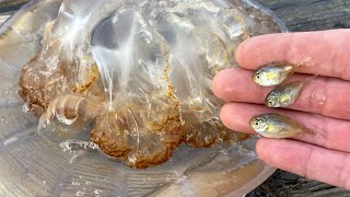 Butterfish in Giant Jelly Halfbeak Spotted Hake amp More 11424 Long Island [upl. by Ecnarret568]