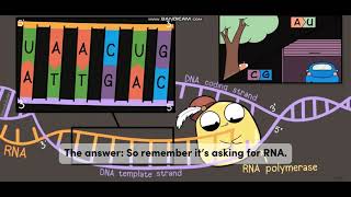 Biology with subtitle through AMOEBA SISTERS  DNA vs RNA [upl. by Dreher]