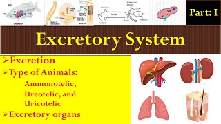 Ammonotelic  Ureotelic  Uricotelic  Excretory Organs  Excretory System [upl. by Petras897]