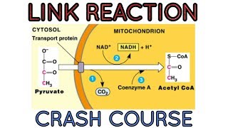 Link reaction in respiratory pathwaysan important step between glycolysis and kreb cycle [upl. by Buddy421]