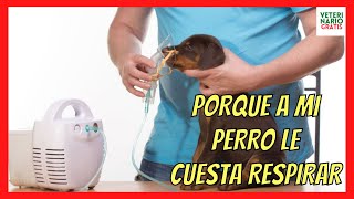 ¿POR QUÉ A MI PERRO LE CUESTA RESPIRAR 🫁 ASMA EN PERROS CAUSAS SÍNTOMAS Y TRATAMIENTO NATURAL 🫁 [upl. by Abert]