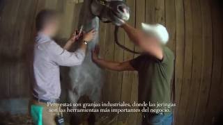 Carreras de caballo al descubierto fármacos y muerte [upl. by Eeluj]