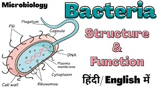 Bacteria  Structure and Function  Microbiology  Hindi [upl. by Verity2]