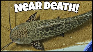 GIANT Catfish Added to Pool Pond BAD IDEA [upl. by Eimaj962]