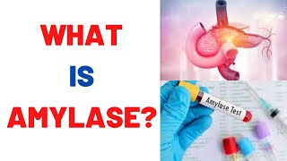 What is Amylase Blood Test Uses Normal Range [upl. by Aneahs51]