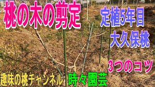 【桃の木の剪定】定植5年目 大久保桃 3つのコツ 24118 [upl. by Albers]