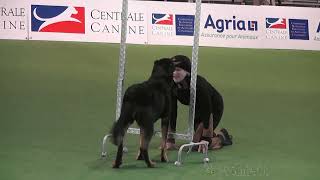 Extraits Championnat de France Dog Dancing Douvaine 2022 [upl. by Rae]