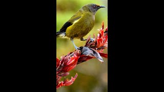 Bellbird Song of New Zealand 🎶🐦 shorts [upl. by Ylus603]