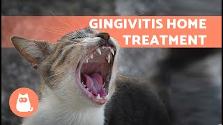 4 HOME REMEDIES for GINGIVITIS in CATS 🐱✅  Treatment for Gum Inflammation [upl. by Eelyr]