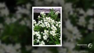 Deutzia  garden plants [upl. by Stefa]