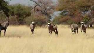 Gemsbok antelope in the Kalahari Namibia [upl. by Levesque]