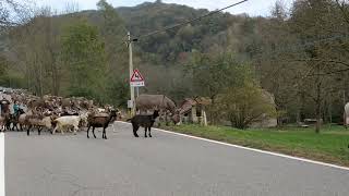 Le Vacche del Tondina fanno tappa a Sovazza [upl. by Lerrad767]